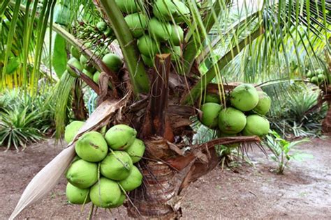 tafsir mimpi pohon kelapa  TAFSIR-MIMPI